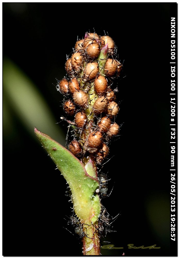 Aphididae da id. - Mummie di Aphis sp.